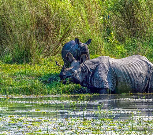Nepal Jungle Safari Tour
