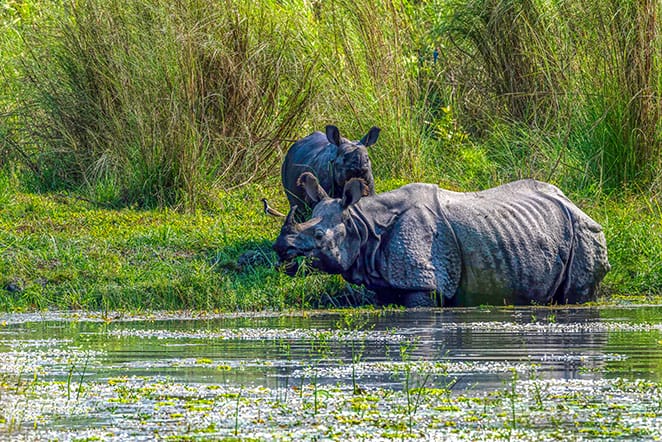 Nepal Jungle Safari Tour