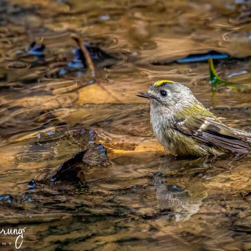 Phulchowki Birding Tour