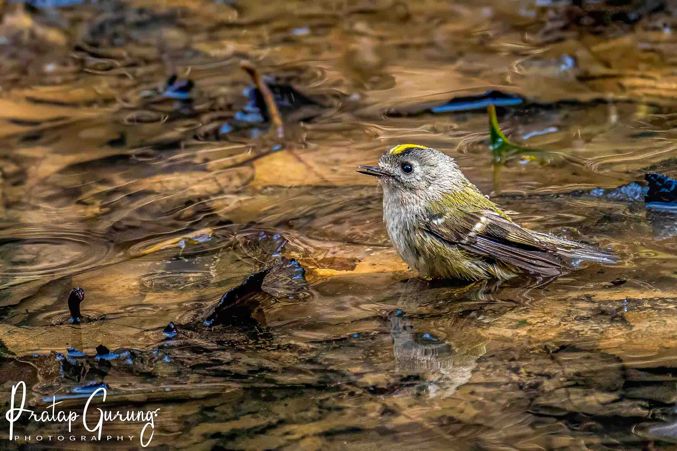 Phulchowki Birding Tour