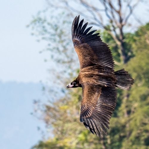 Raptor Watching Tour in Nepal