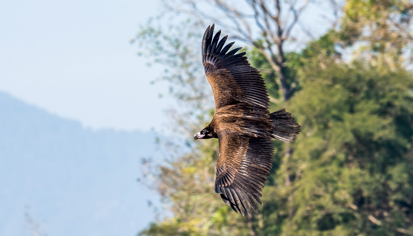 Raptor Watching Tour in Nepal