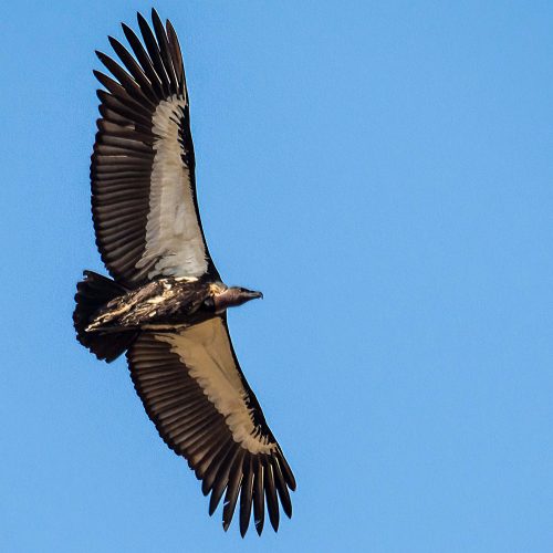 Raptor migration observation