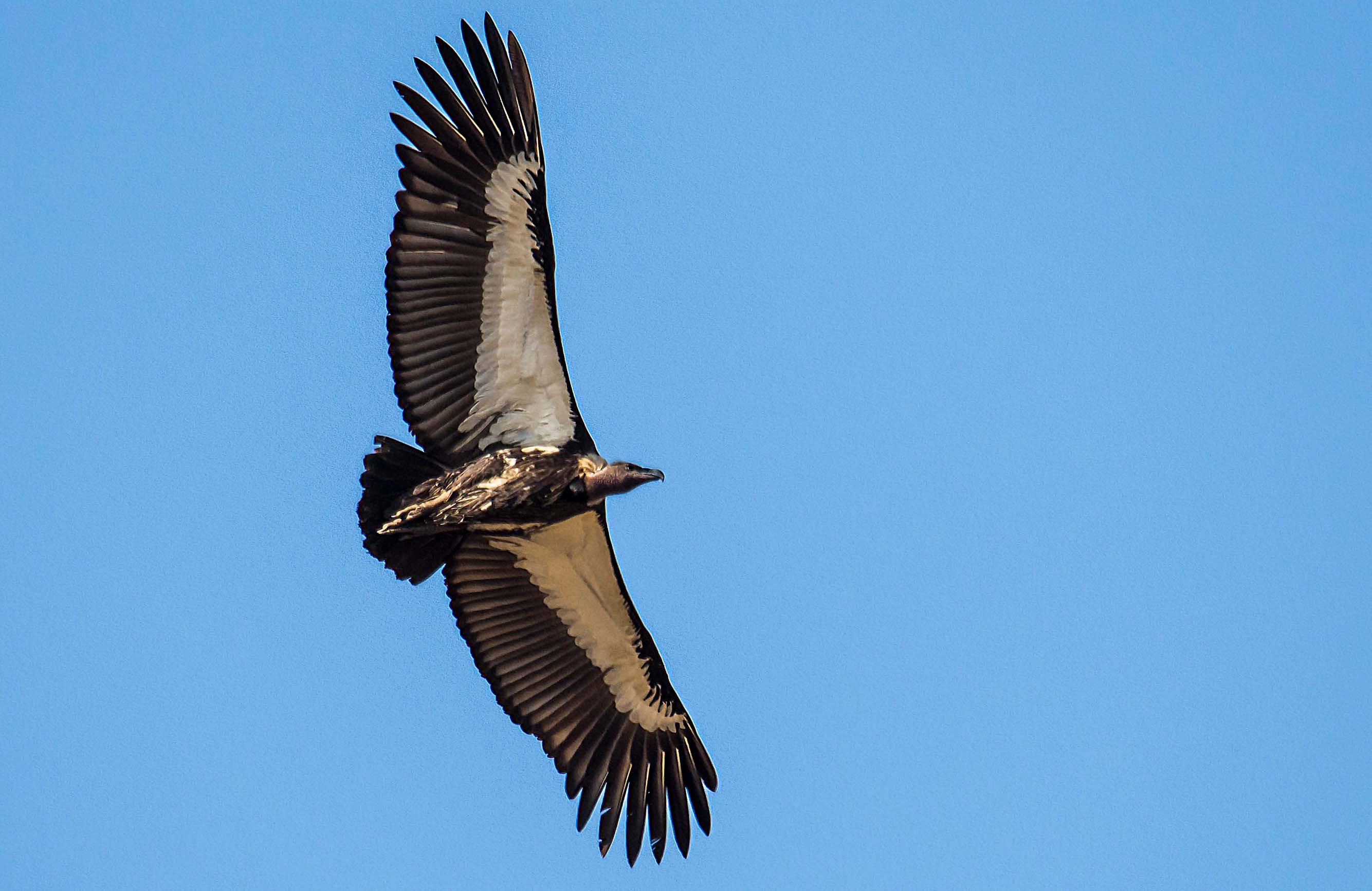 Raptor migration observation