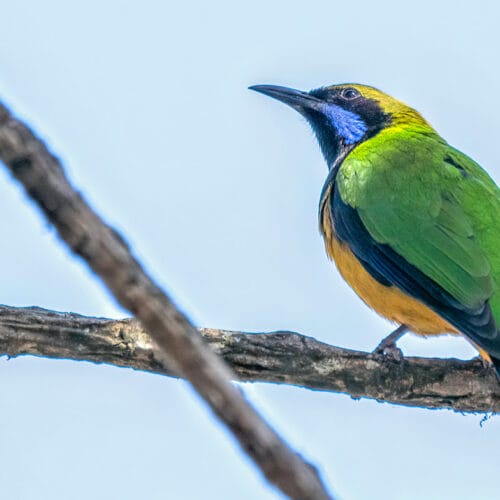 Shivapuri Bird Watching