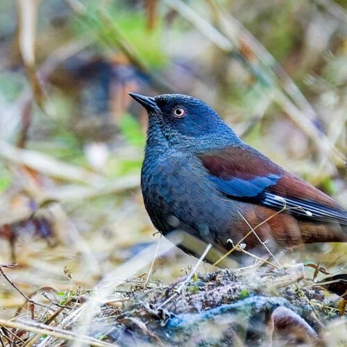 Shivapuri Bird Watching Tour