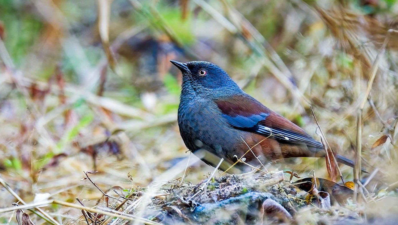 Shivapuri Bird Watching Tour