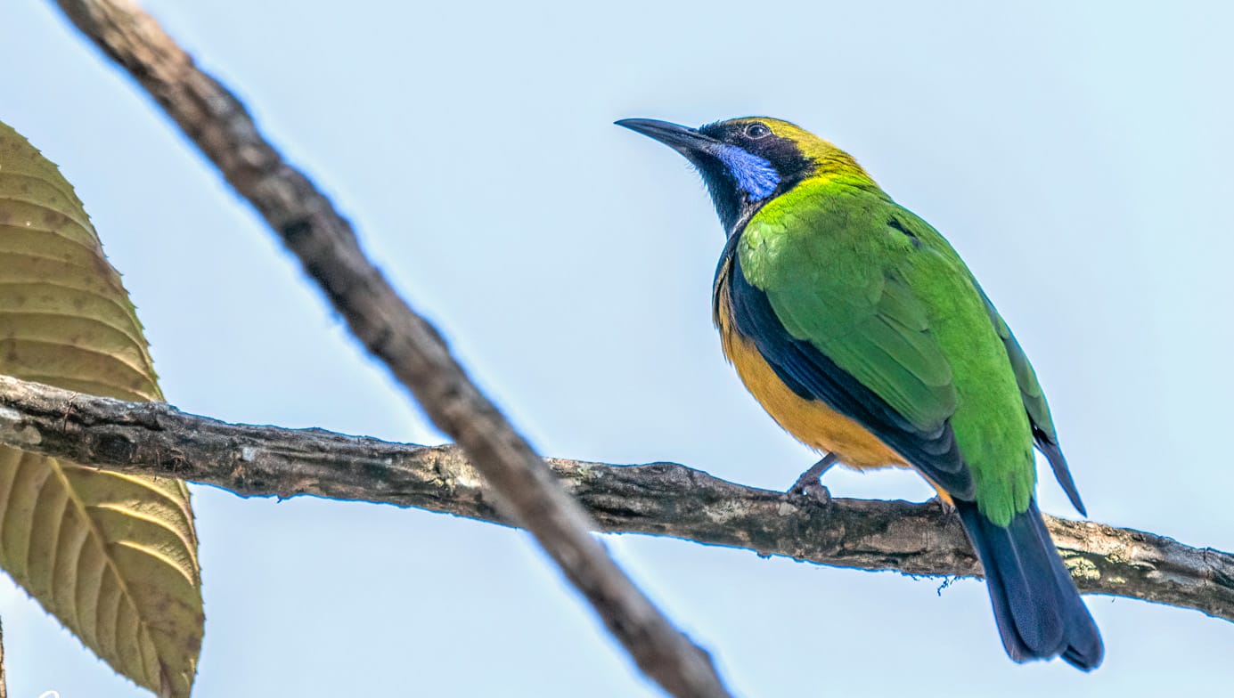 Shivapuri Bird Watching