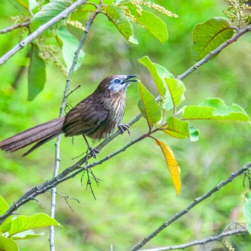 Spiny Babbler Bird Photography