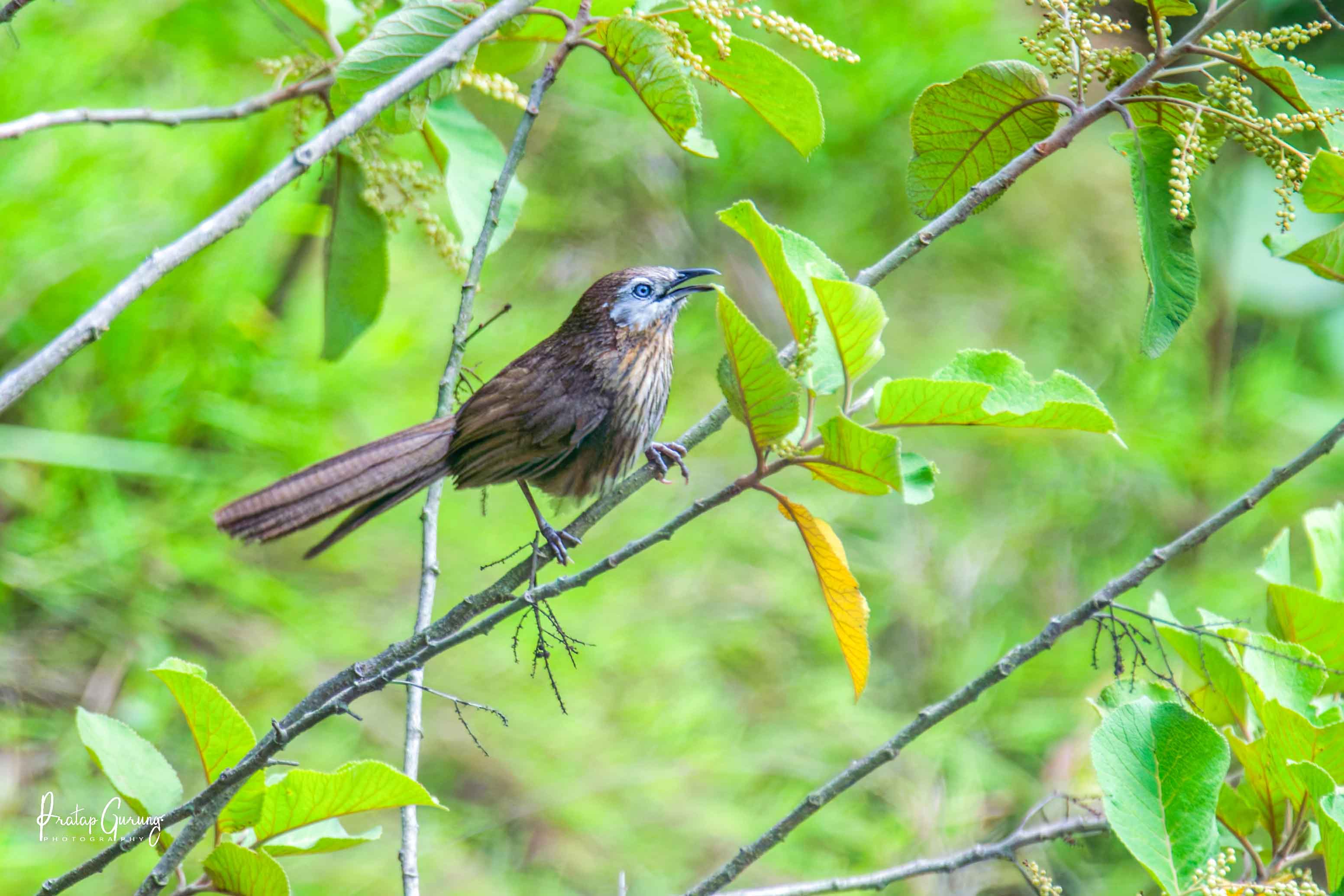 Spiny Babbler Bird Photography
