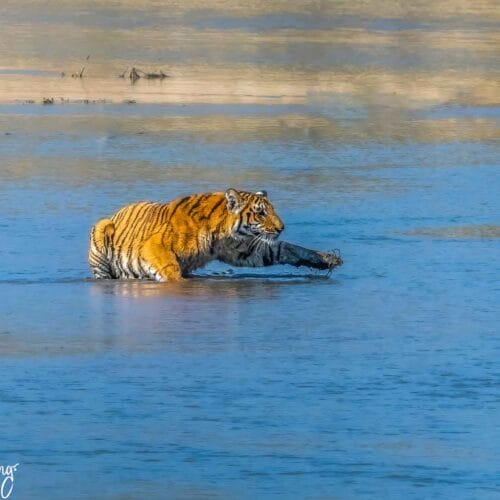 Tiger Photography tour in Bardiya