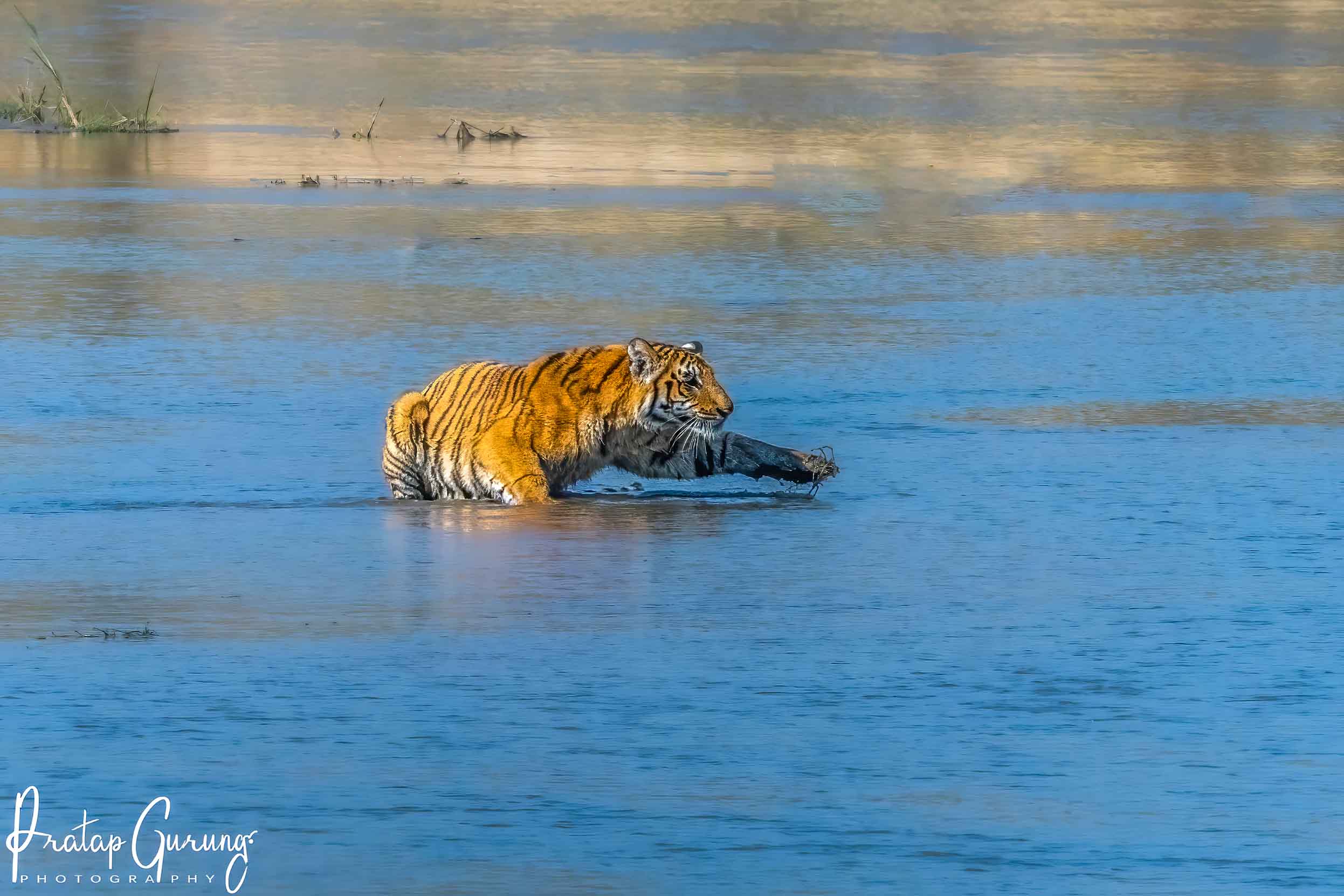 Tiger Photography tour in Bardiya