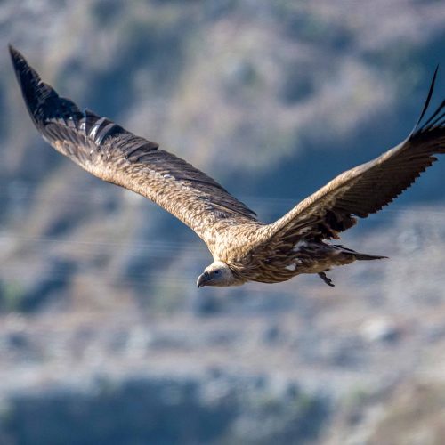raptor-migration-nepal