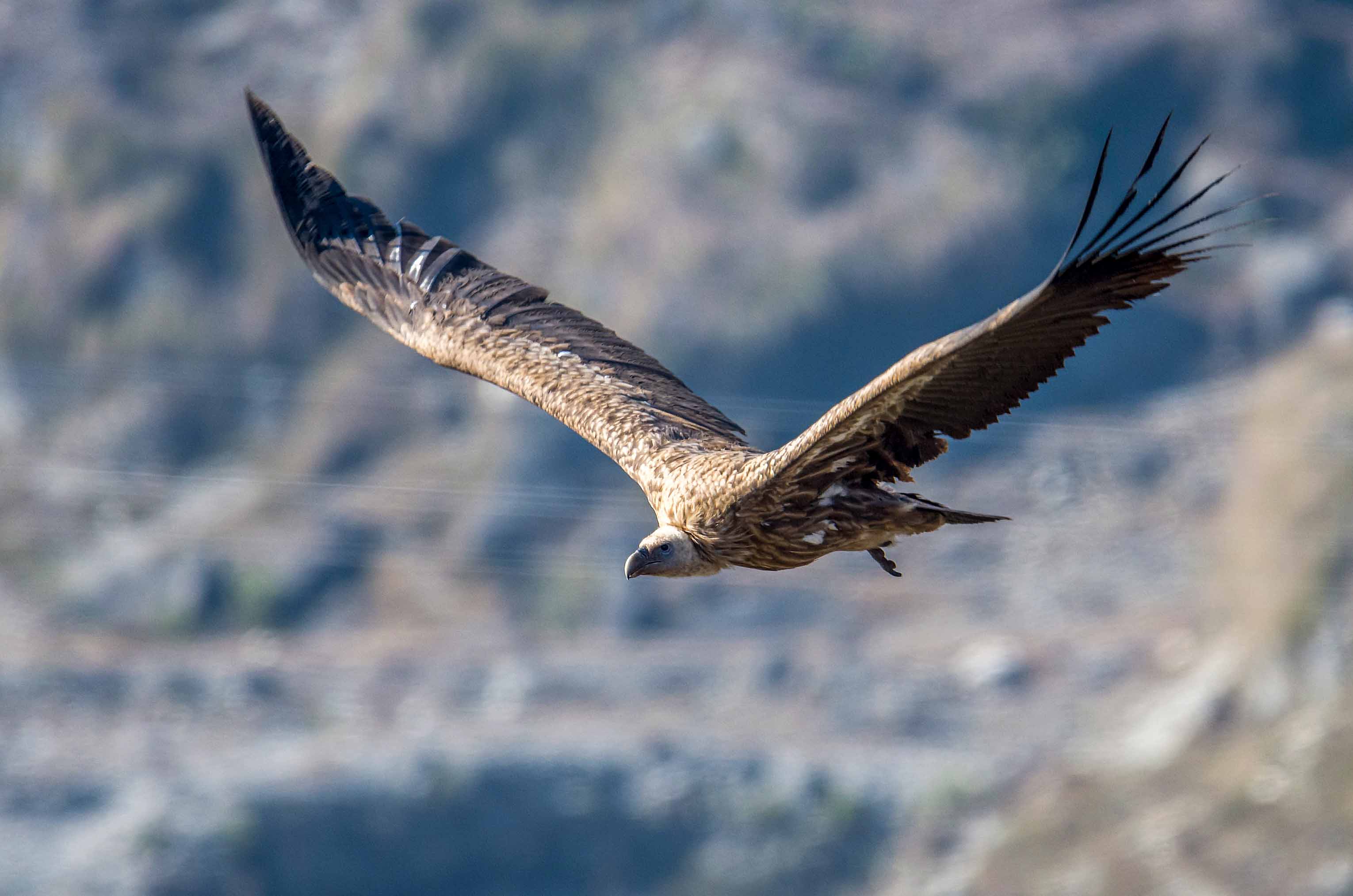 raptor-migration-nepal