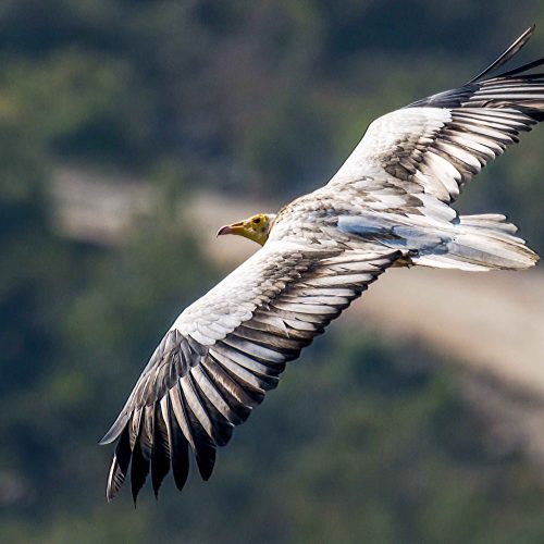 raptor-watching-tour-nepal