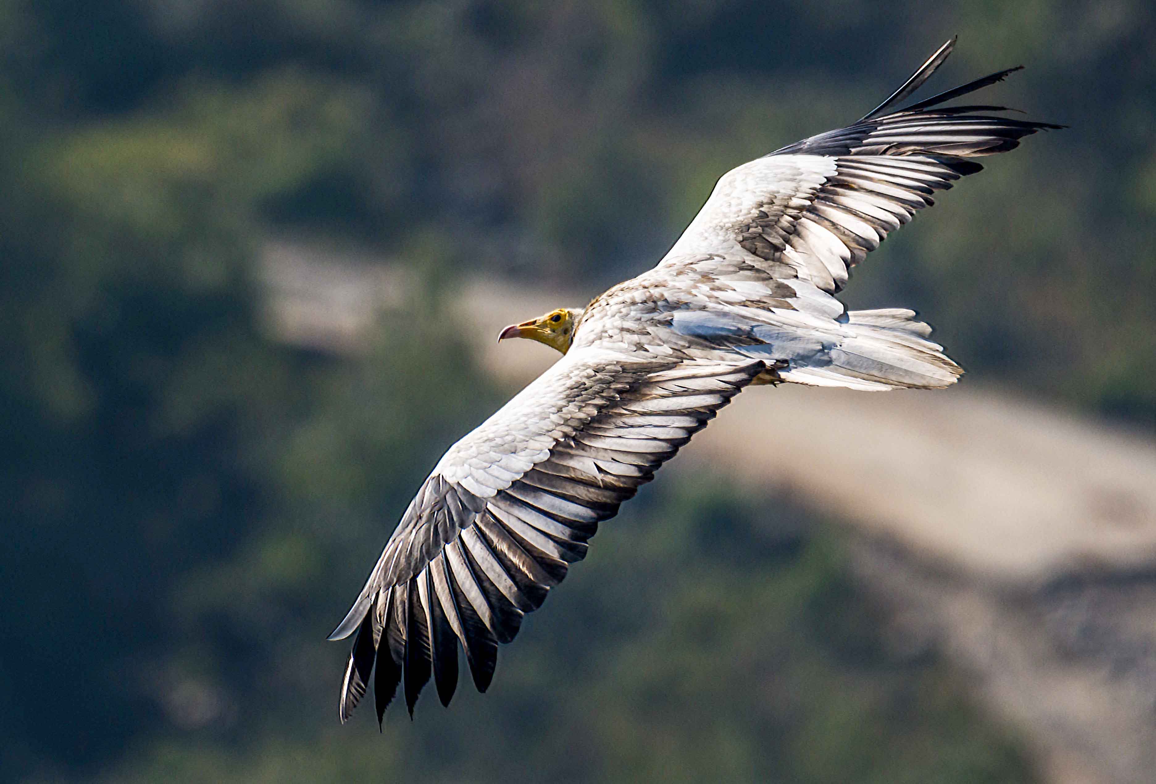 raptor-watching-tour-nepal